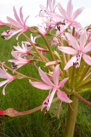 Brunsvigia radulosa managing different floral stages